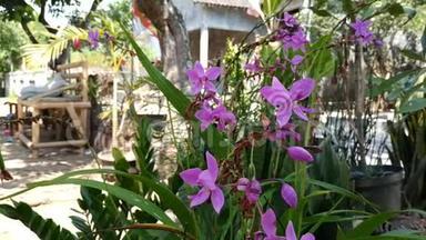 蕨类植物或菲律宾地兰，清晨美丽的紫兰花